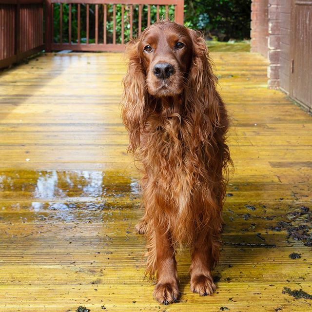 EdwardtheSetter's tweet image. The happy coincidence of a break in the rain and a break between clients means that there’s time for a bit of tennis ball throwing! #edwardthesetter #irishsetter #redsetter #tennisballenthusiast
