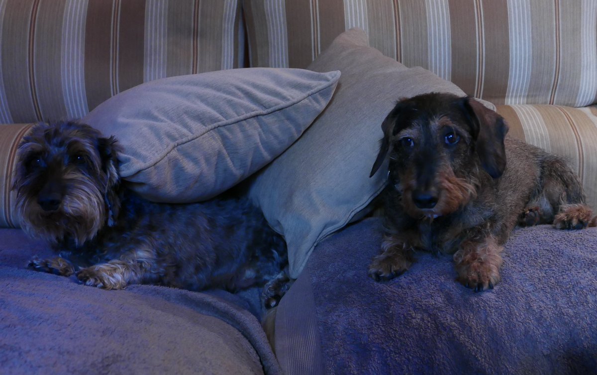 De vuelta a casa, con ellos y con algunos libros: compañía, consuelo y lealtad. A quien tome estos días como pretexto fácil para abandonarlos, le deseo la más infame y peor de las suertes.