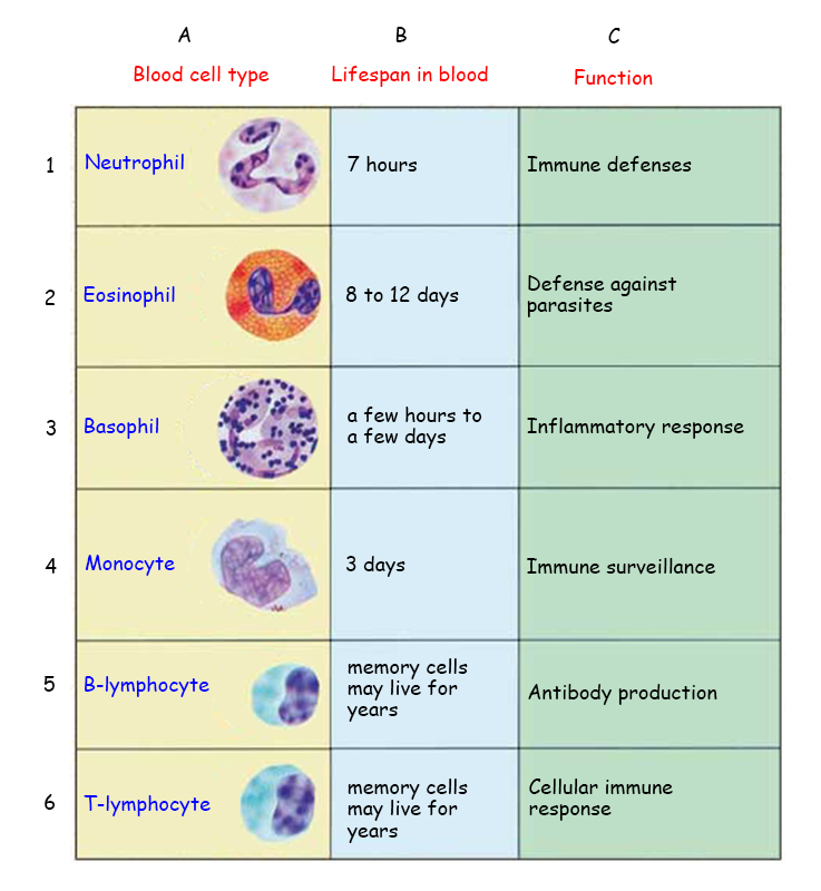 Blood Cells Types. The function of White Blood Cells. White Blood Cells схема. Blood Cells functions.