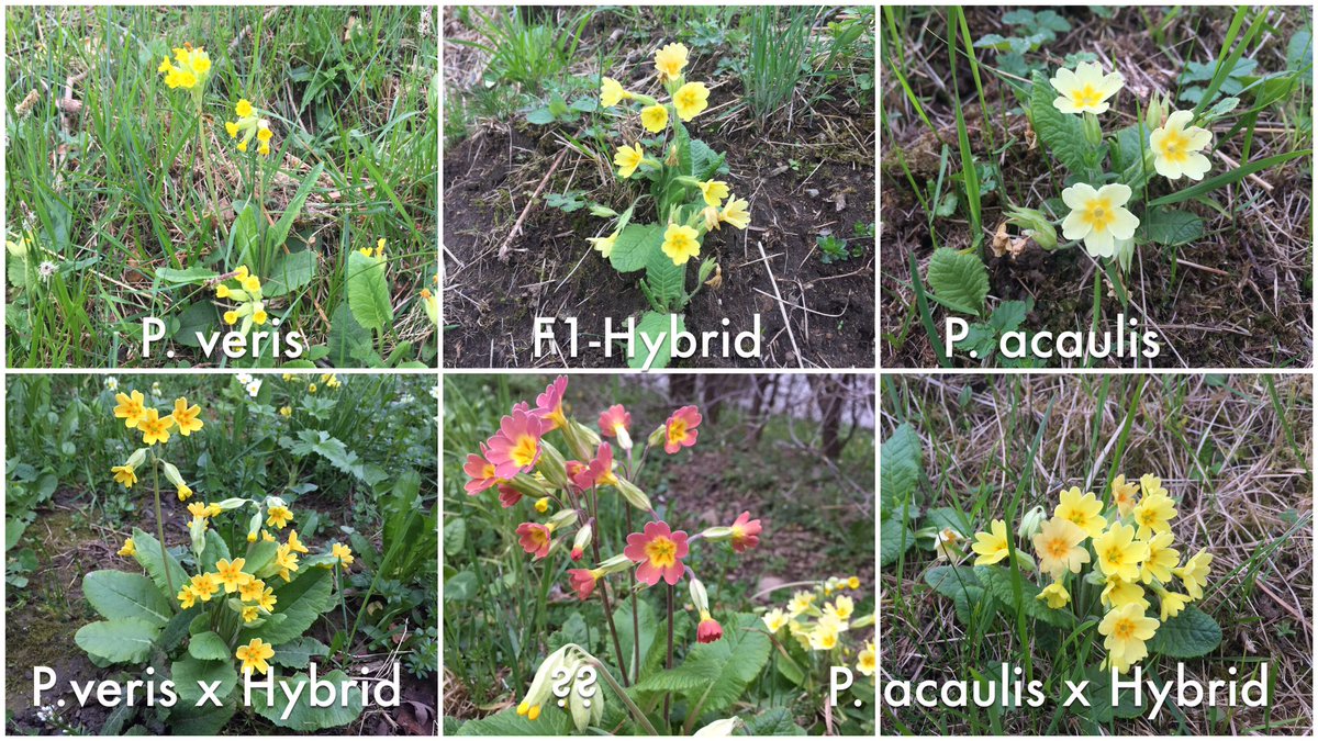 Feldbotanik's tweet photo. After hanging out with the #Primula #HybridSwarm for a while, I even began to see #Backcross #PlantHybrids! 🤯🧐🤔😃 https://t.co/kWVLr1GfhZ