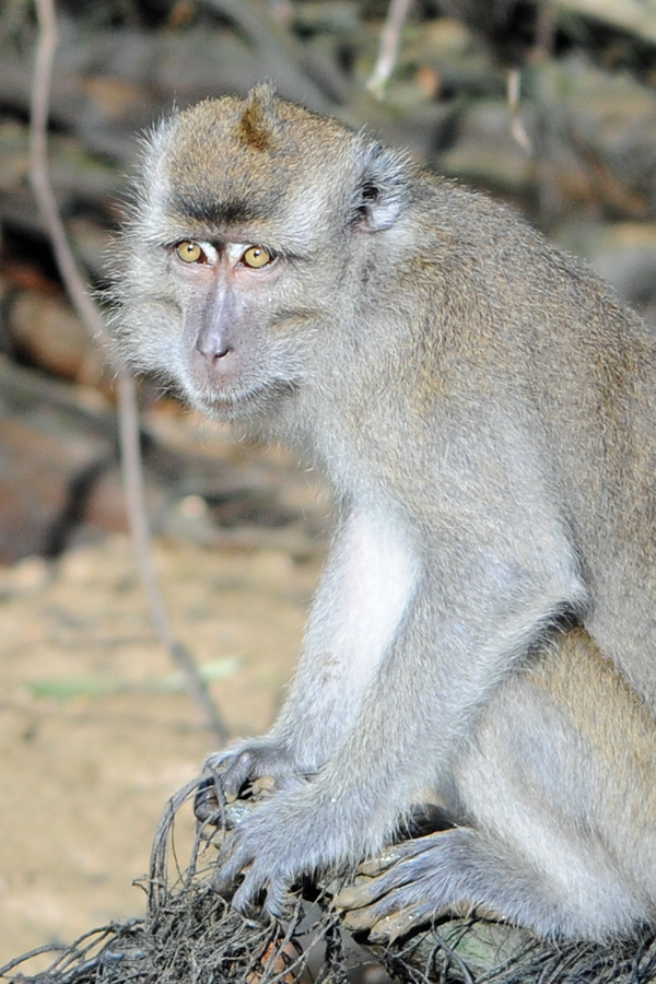 TravelWithKat's tweet photo. Ad | What a treat! Watching long-tailed macaque monkeys on the banks of the Kinabatangan River with @sabahtourism @RoyalBruneiAir and @borneoecotours  #flyRB #SabahTourism #Borneo #wildlife https://t.co/8ozw3Ov3xr