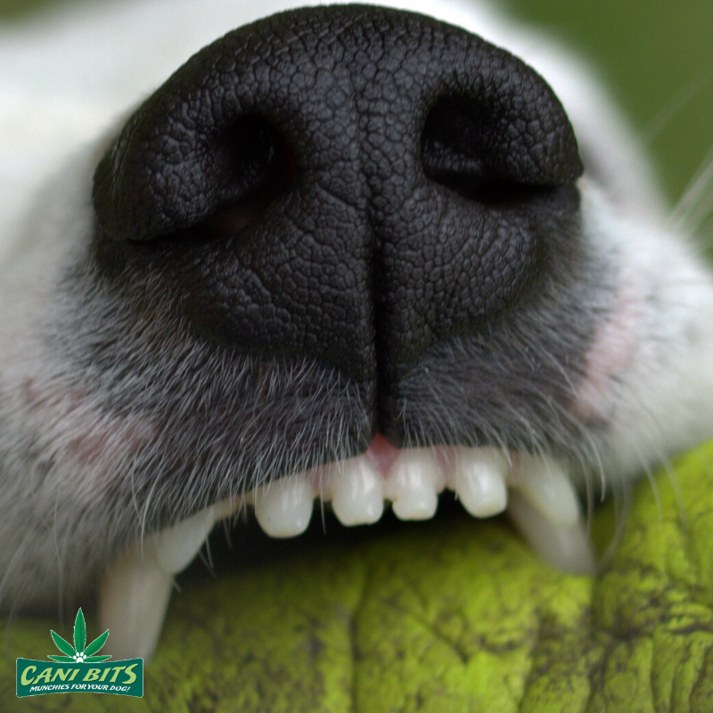 CaniBits's tweet photo. Did you know? 

Adult dogs have 42 teeth, compared to most people with a total of  32, and cats who have 30 teeth. https://t.co/WXAFmeKBIh