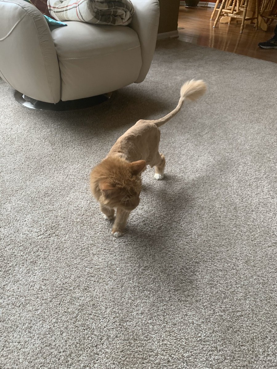 MikeVolyanyuk's tweet photo. My brother shaved our cat to look like a lion. https://t.co/jcq0mDu4Au