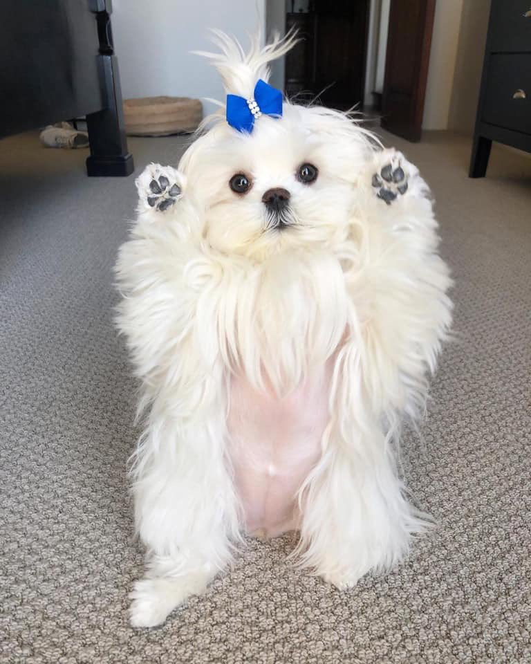 Jordan_Coombe's tweet photo. Meet Coco. She likes to put her paws in the air like she just don’t care 🙌🏼 https://t.co/JxmZEmz394