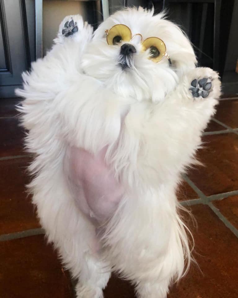 Jordan_Coombe's tweet photo. Meet Coco. She likes to put her paws in the air like she just don’t care 🙌🏼 https://t.co/JxmZEmz394
