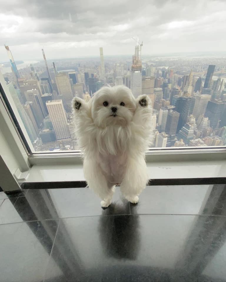 Jordan_Coombe's tweet photo. Meet Coco. She likes to put her paws in the air like she just don’t care 🙌🏼 https://t.co/JxmZEmz394