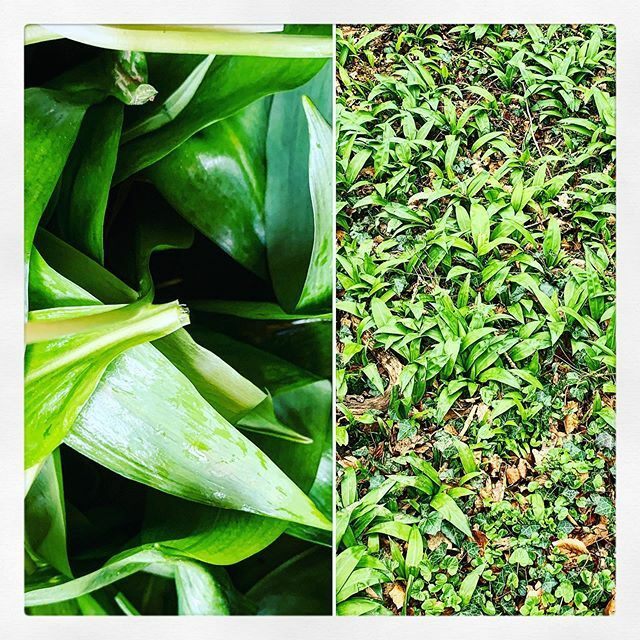 TheDBLeamington's tweet photo. First harvest of #wildgarlic from a secret location. Now featuring on the new #lamb dish #foraging #localproduce #independent #loveleam #leamington #pubmenu https://t.co/0l9kzIIFbX https://t.co/qGpnevzJ6y