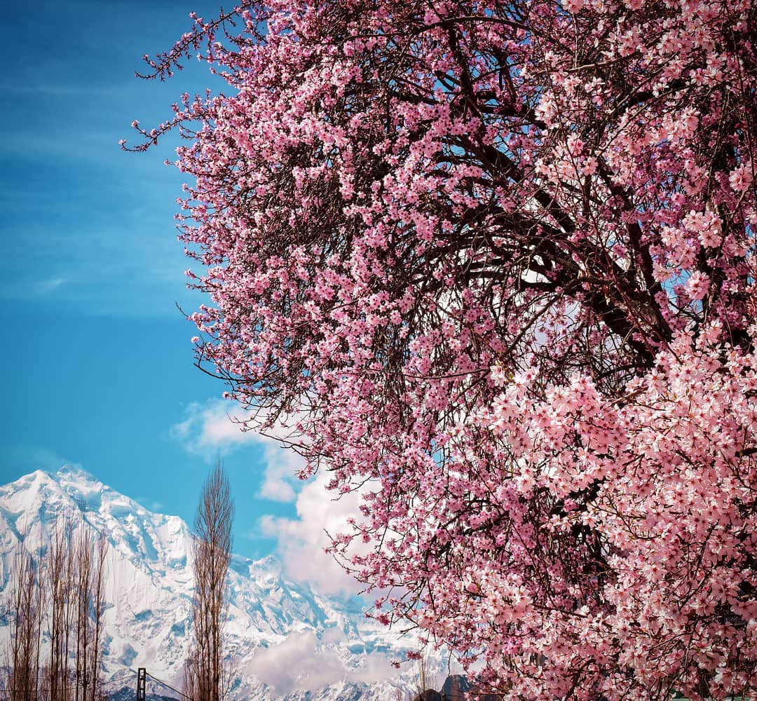 Indusland_'s tweet photo. Spring in here, Danyore 🇵🇰 https://t.co/euID22yf3r