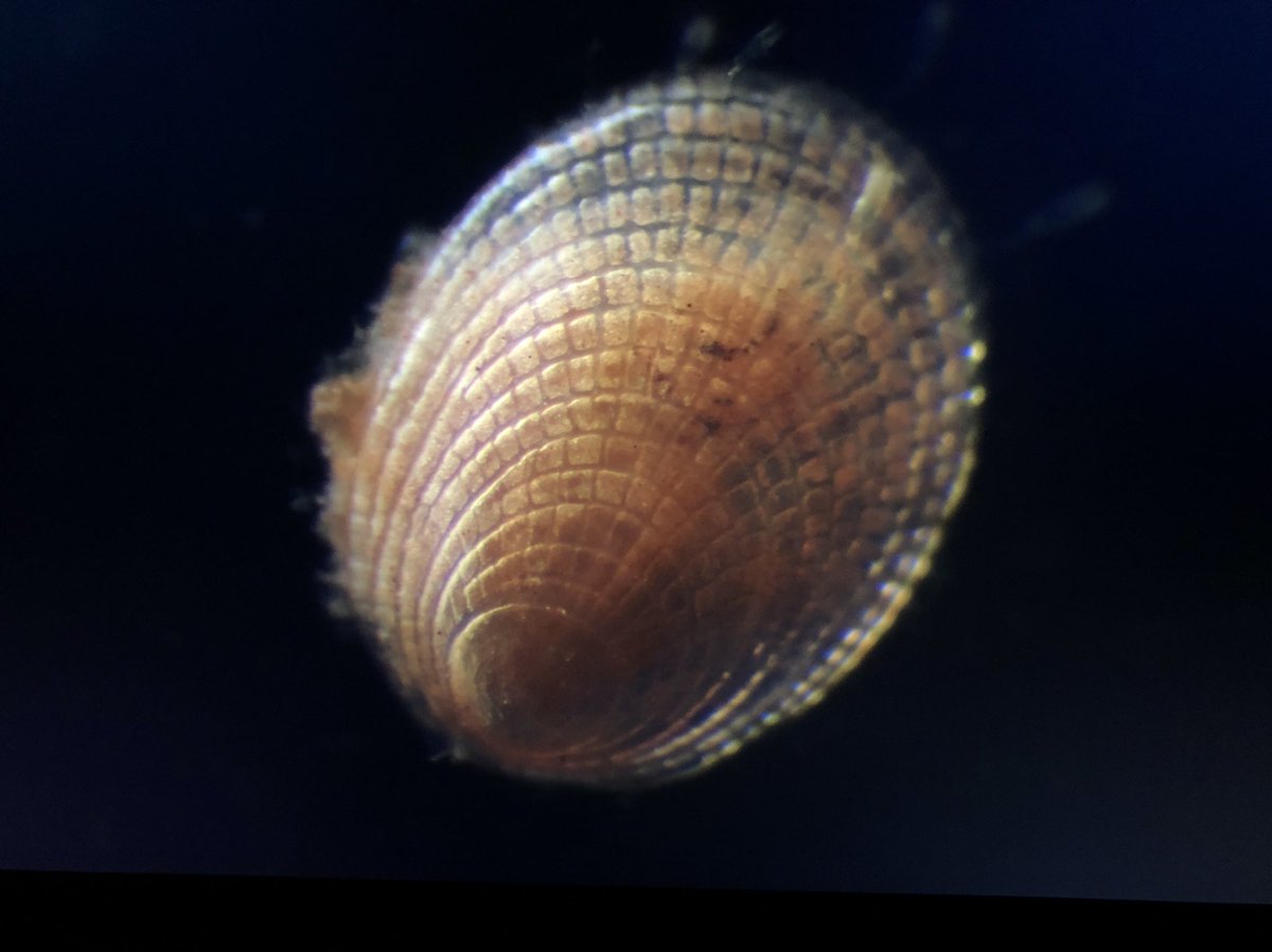 One of the most sensational and elusive creatures of the abyss found today on #Abyss2020 Half a billion years of evolution staring right back at you: a ‘living fossil’ monoplacophoran. In 3 expeditions we have found just 3 individuals #AbyssalAnimalOfTheDay