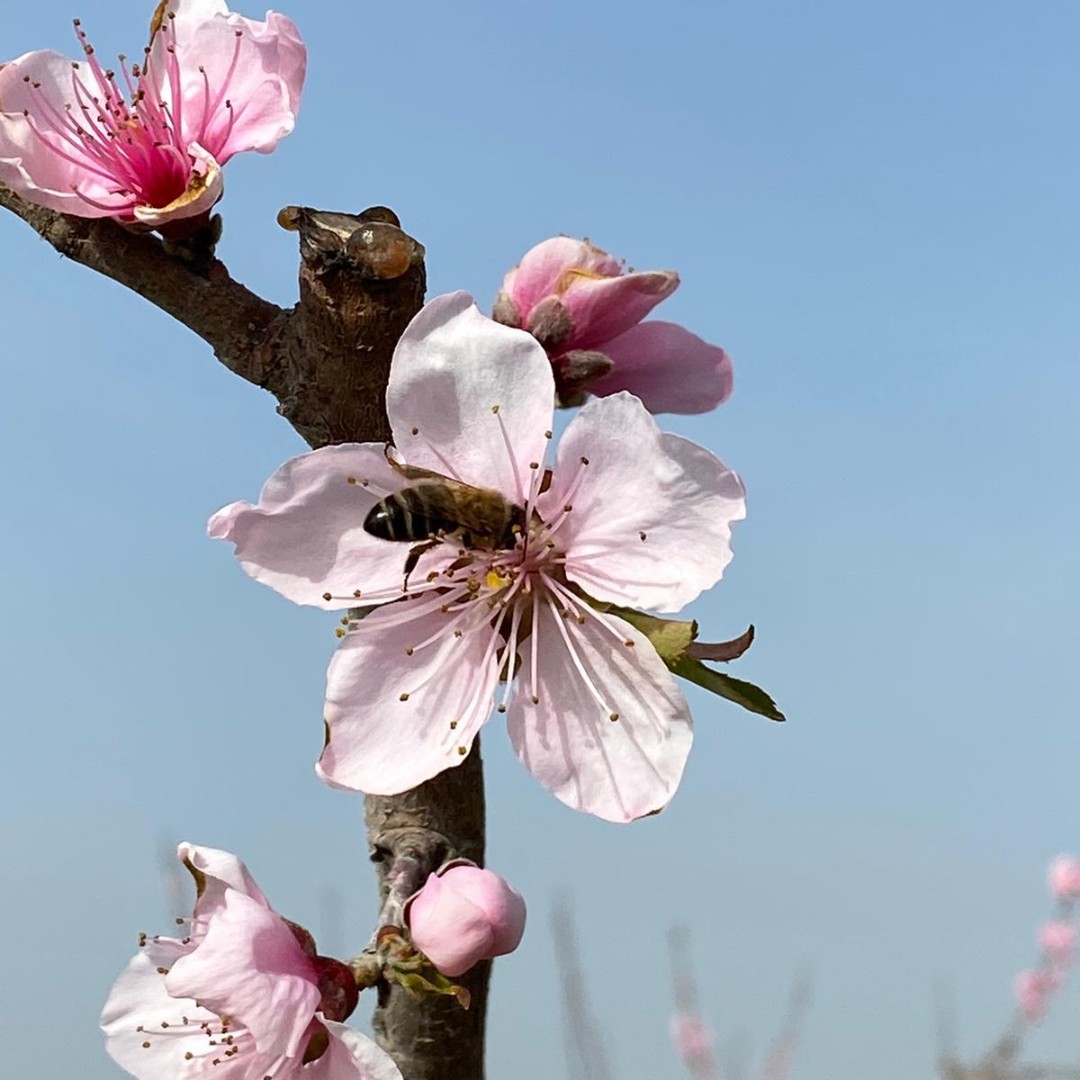 arstiderna_com's tweet photo. Nu blommar stenfruktsträden hos vår vän Emilio i Extremadura, Spanien. 🌸🌸 De vackra blommorna kommer bli saftiga och platta platerina-nektariner. 🍑
Heja det lilla biet som jobbar så hårt! 🐝
#årstiderna #nektarin #ekologi #ekoodling #platerinas https://t.co/O9tCeAxWOP