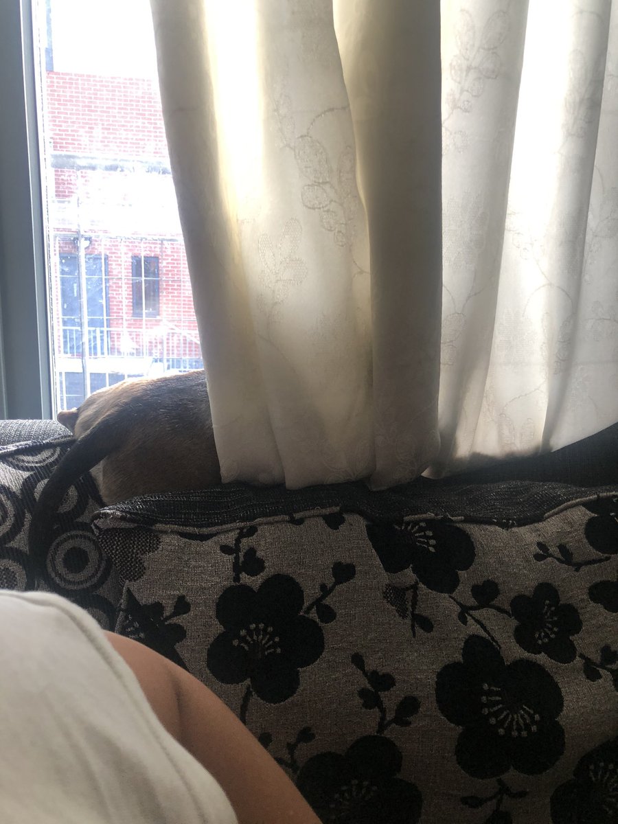Tilly_BostonChi's tweet photo. Playing hide and seek 🐕 https://t.co/FJcKxNWAKu
