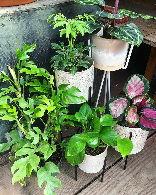 Plant stands! Tons of new styles available at both locations 🎉
.
.
.
.
.
.
.
.
.
.
.
.
#succulence #succulent #succulentsofinstagram #succulenta #succulentlove #succulovers #succulove #plantshop #plantshopping #holidaygifts #urbanjungle #urbanjungleb… ift.tt/33iT3Ak