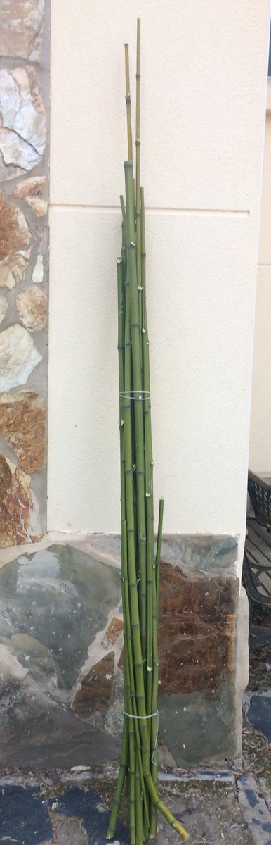 Lote de 10 cañas de bambú por 20€, ideal para decoraciones en jarrones, para decorar fiestas, manualidades, guia de plantas para campo..... etc