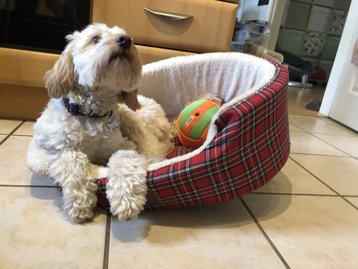 andyrixon's tweet photo. @HighlandRampage Our Bertie is 2 tomorrow 🥳 https://t.co/ANdhZWgG65