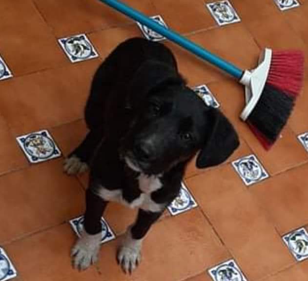 CarmCerv's tweet photo. CASO EXTERNO Y URGENTE!! Han encontrado a un cachorro de unos 4 meses en @aytobrenes lleno de bichos y hambriento. No pueden quedarselo porque su perro no le acepta, es buenísimo, muy cariñoso y juguetón, estamos en un momento complicado, no puede quedarse en la calle 👉609177194 https://t.co/dogcbyX8Eo