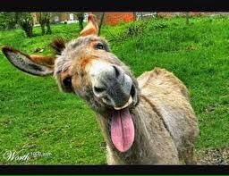 kabralcabral's tweet photo. @MortariSchmidt @lucrjviola @palmeriodoria Por favor não compare...meu amigo #Roxim com esse povo..kkkkkk https://t.co/zByjwhg9X9