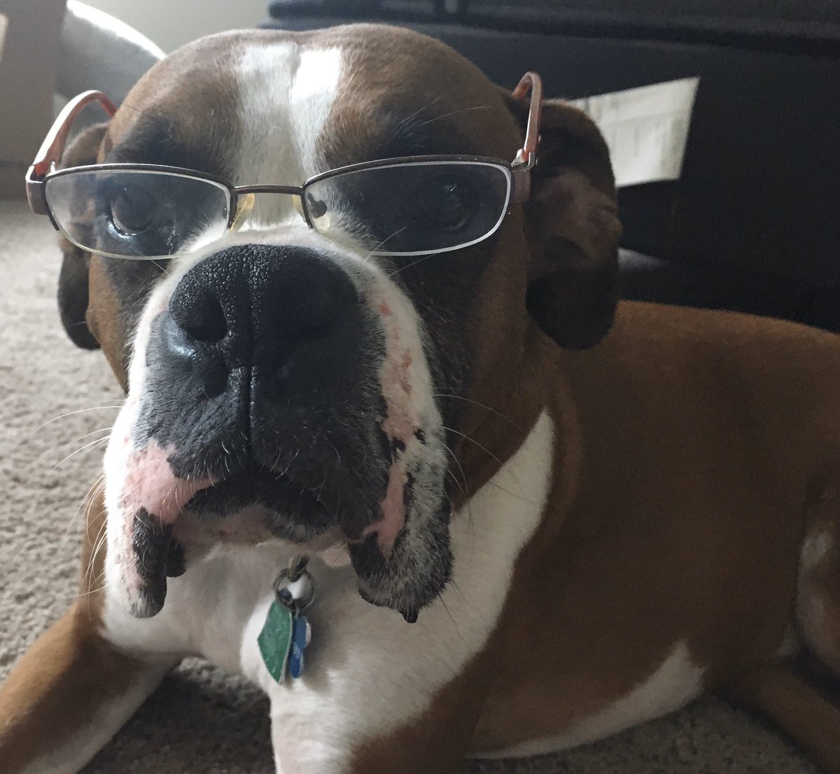 therachelblair's tweet photo. Please welcome my new teacher assistant. @Christy_Erb @HumbleISD_FCE #newcoworker #distancelearning #worksforfood https://t.co/WhsKCfeY1X