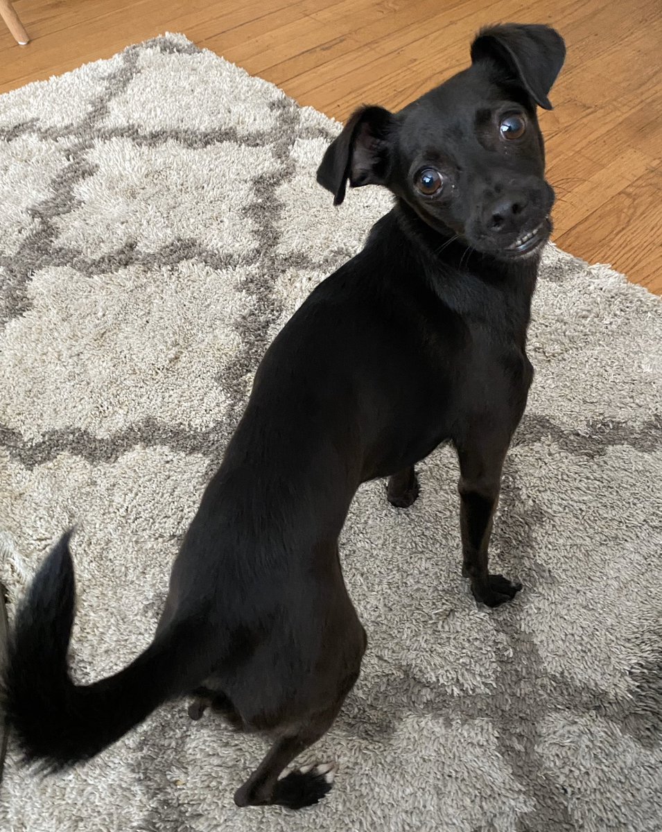 TheSherylKlein's tweet photo. He is SO happy staying at home and playing fetch down the long hallway. #Figaro #thesmilingdog https://t.co/PehjkfhULo