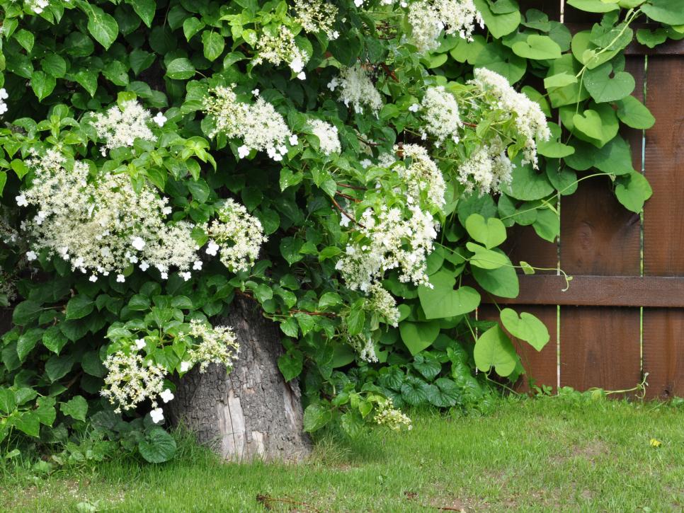 dbrowning92's tweet photo. Here's a versatile flowering vine that would look good in any #backyard. #gardening  https://t.co/3jm3G9iOO5 https://t.co/Xjh0ER2j0p