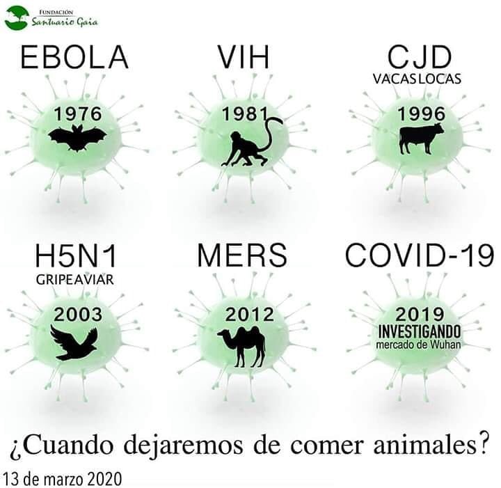 SoyVegeta's tweet image. Dejemos mejor a los animales tranquilos #COVIDー19 #coronavirus #vegetariano #vegano
