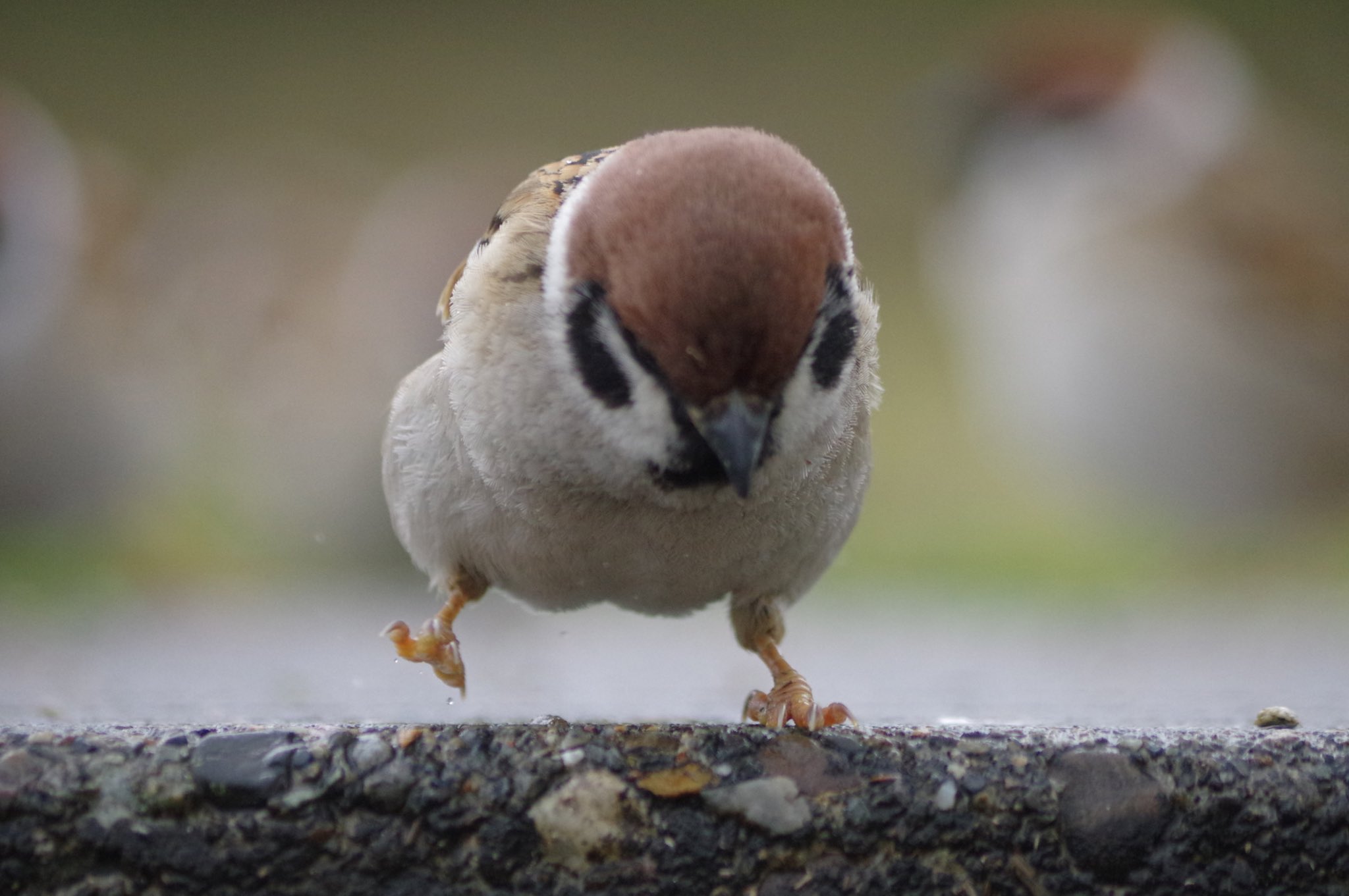 Twitter 上的 中野さとる 足がかわいいスーさん4連発 雀 スズメ すずめ Sparrow 鳥 小鳥 野鳥 Bird T Co Juyhf6jpbf Twitter