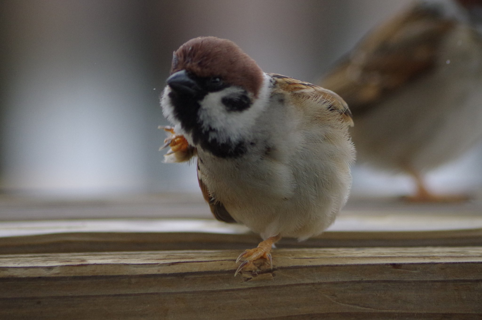 中野さとる 足がかわいいスーさん4連発 雀 スズメ すずめ Sparrow 鳥 小鳥 野鳥 Bird