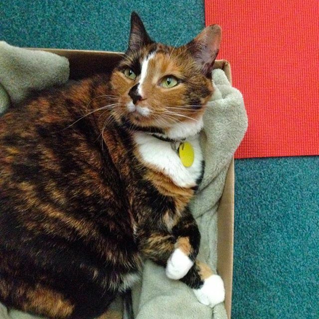 hellopidgepidge's tweet photo. Staying in bed/box alllll day. .⠀ https://t.co/qyq0uJibfJ https://t.co/OpwSIvf72a
