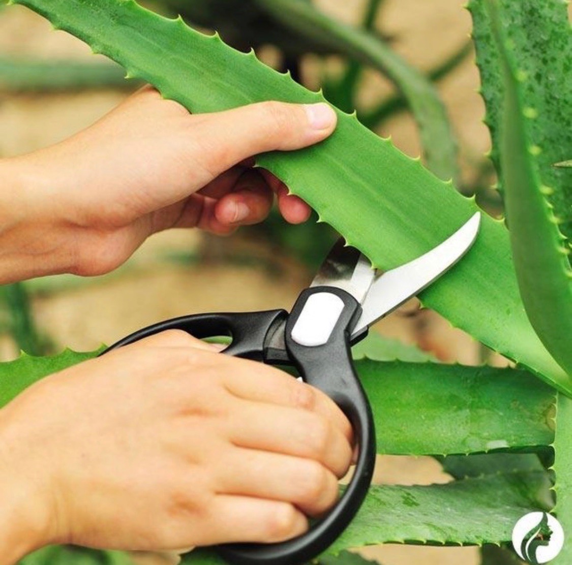 Unlike most lotions and creams, InfiniteAloe is Aloe Vera based!