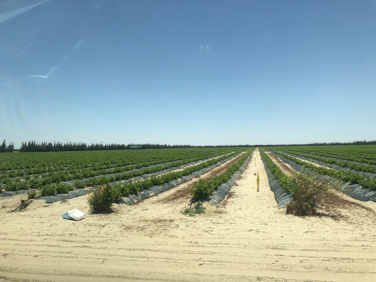 An amazing new plantation of #blueberries. Perhaps the most impressive in the world.