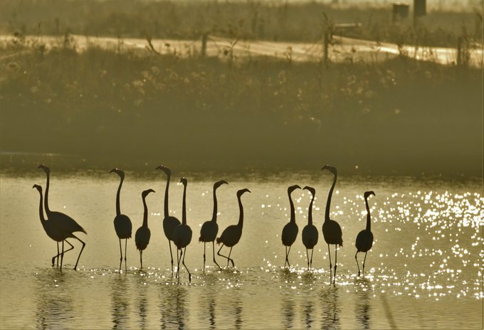 Magia en la marisma de Doñana #50aniversarioDoñana 

<a href="/NatGeoEsp/">National Geographic España</a>
 <a href="/AFAAntequera/">AFA Antequera FIAP exhibition center</a>
 <a href="/fotodng/">DNG Photo Magazine</a>
 <a href="/Aljarafe_Donana/">GDR Aljarafe-Doñana</a>
 <a href="/Viva_Sevilla/">Viva Sevilla</a>
 <a href="/viveandalucia/">Vive Andalucía</a>
 <a href="/andaluciaparais/">andaluciaparaiso ❤</a>
 <a href="/iberiameteo/">Iberia Meteo y Naturaleza</a>
 <a href="/lasextameteo/">La Sexta Meteo</a>
 <a href="/FotosAndalucia/">Andalucía en fotos</a>
 <a href="/_CuidaTuPlaneta/">Cuida Tu Planeta!</a>
 <a href="/spain/">Spain</a>
 <a href="/SpainInUSA/">Spain in USA</a>
 <a href="/DeLaPueblaVisit/">Turismo de La Puebla del Río</a>.

Por <a href="/carlosromeroco/">carlos romero Photography - Wildlife Photographer</a>