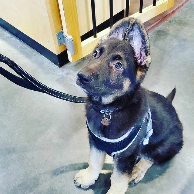 Growlies for Pets tweet media