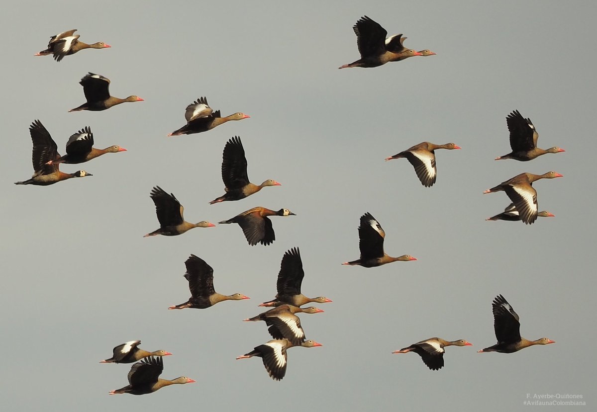 Una bandada de patos volando a través de un cielo nublado foto – Imagen de  Animal gratuita en Unsplash, image size:1200x829