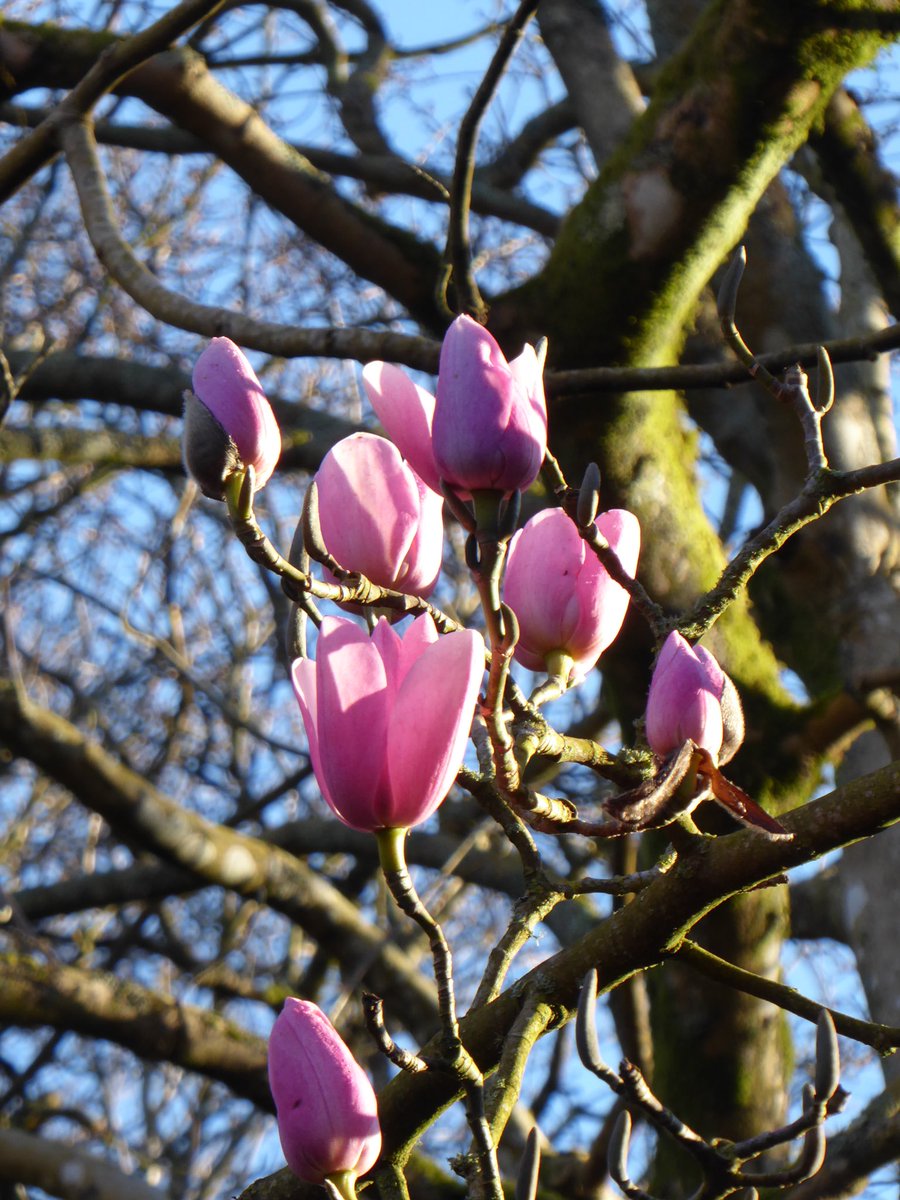 Despite hailstones and strong winds, our Magnolia campbellii are still looking stunning. Yesterday’s sunshine was a welcome relief from the shocking weather of the last few months. 
#holkerhall #cumbria #lakedistrict  #magnolia