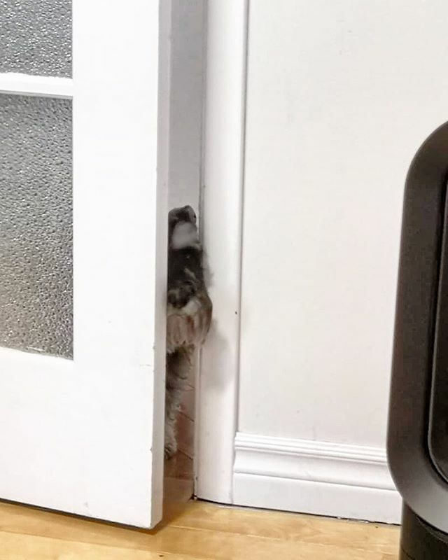 Just doing my part to remind you that breaks are in order especially if you are working from home. #snacktime
.
.
#schnauzerlife #schnauzermini #loveschnauzers #schnauzerlife #schnauzeroftheday #schnauzerofinstagram #schnauzerlove #schnauzerlovers #schna… ift.tt/2vY2p8F