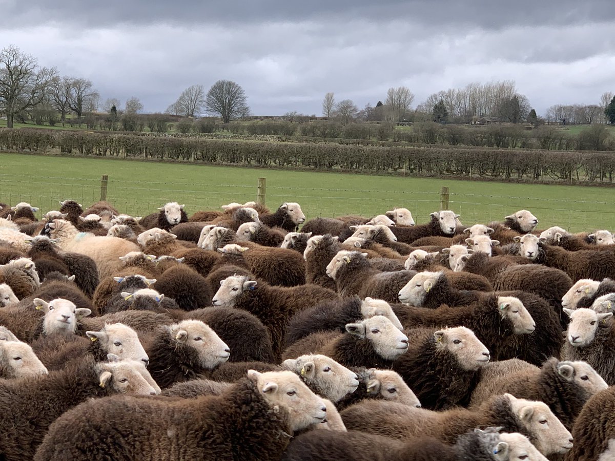 Last year’s ewe lambs