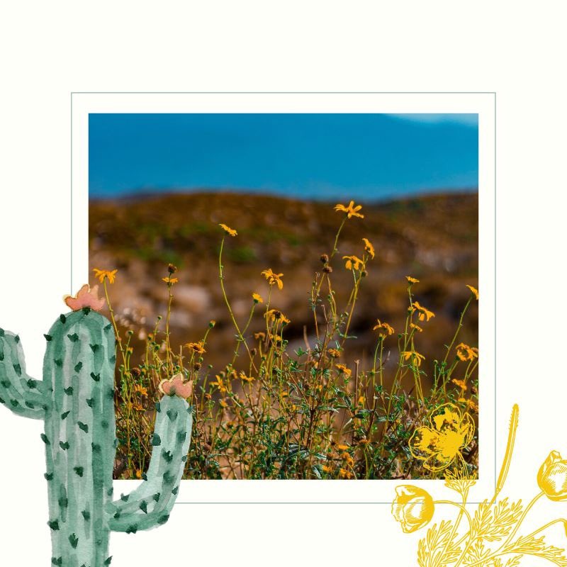 acnc_smeec's tweet photo. Join us tomorrow for Desert Wildflowers Walk!

Walks are every half hour 9 a.m.-1:30 p.m. Last walk begins at 1 p.m.

Free, but donations appreciated! (All ages welcome)

#learn #explore #experience #SMEEC #SouthMountain https://t.co/mR8NnmlXMX