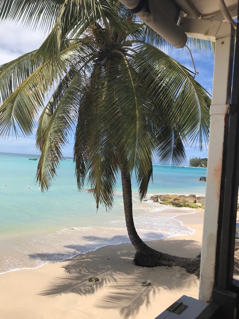 Dave65880239's tweet photo. @campbellclaret my tree of the day #Zaccios beach bar #holetown #barbados https://t.co/eTo92sgPl4