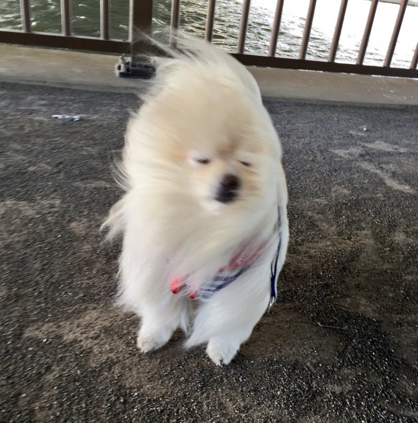 ws_puppy_name's tweet photo. 김우석이 내이름
안알려준지 
어느덧
58일째 https://t.co/GvgHGyPh7W