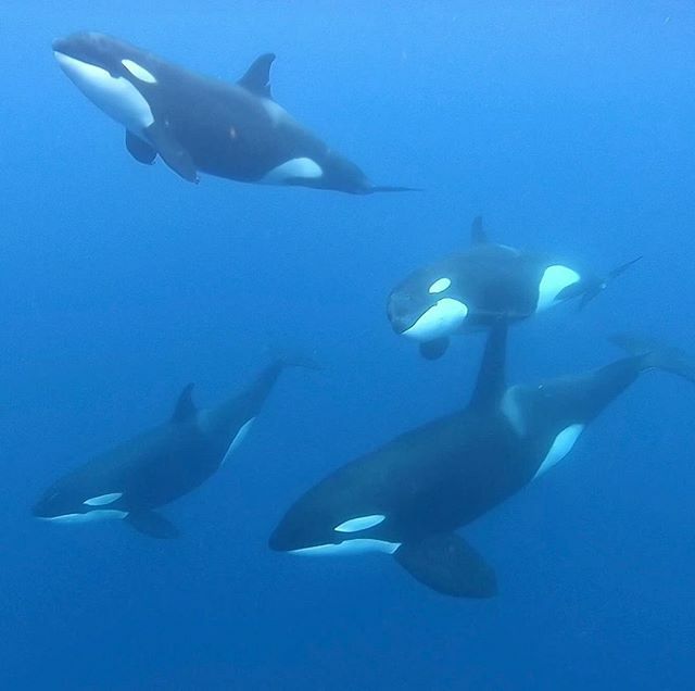 lesitedelorque's tweet photo. La délégation mexicaine au complet 🇲🇽 ©️Crédits : @fernietow 📸 🌊 🐬 🐋 
#orque #orca #whale #dolphin #dauphin #baleine #wearetheorca #mexico #orche #protégeonslocéan https://t.co/skHybqcoVW https://t.co/V7YuKJCPNn
