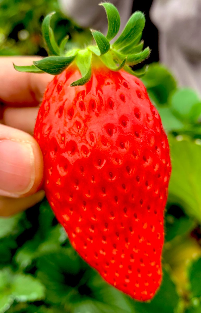 BlackenTalbo's tweet photo. いちご狩り🍓
一カ月分は食べた☺️

美味しかった〜✨
甘かった〜〜✨✨
たまに すっぱかったwww

#いちご狩り
#イチゴ狩り
#いちご
#イチゴ
#姫路
#めっちゃ大きいいちご
#めっちゃ大きいイチゴ
#甘い
#味濃い
#練乳かけると更に美味しい
#練乳で大事件が... https://t.co/DI343r95Kr