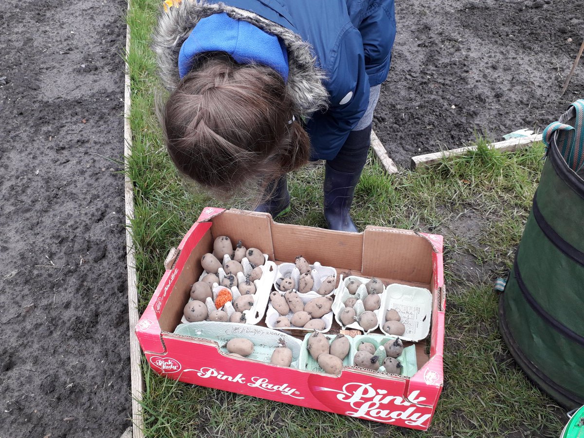 BDBFood's tweet photo. The potatoes are in. Hopefully the harvest should keep us going until October. @BDBFood #Sustainableliving #WellbeingMyTopPriority #ReducingFoodMiles https://t.co/A4hnjaS0Bp