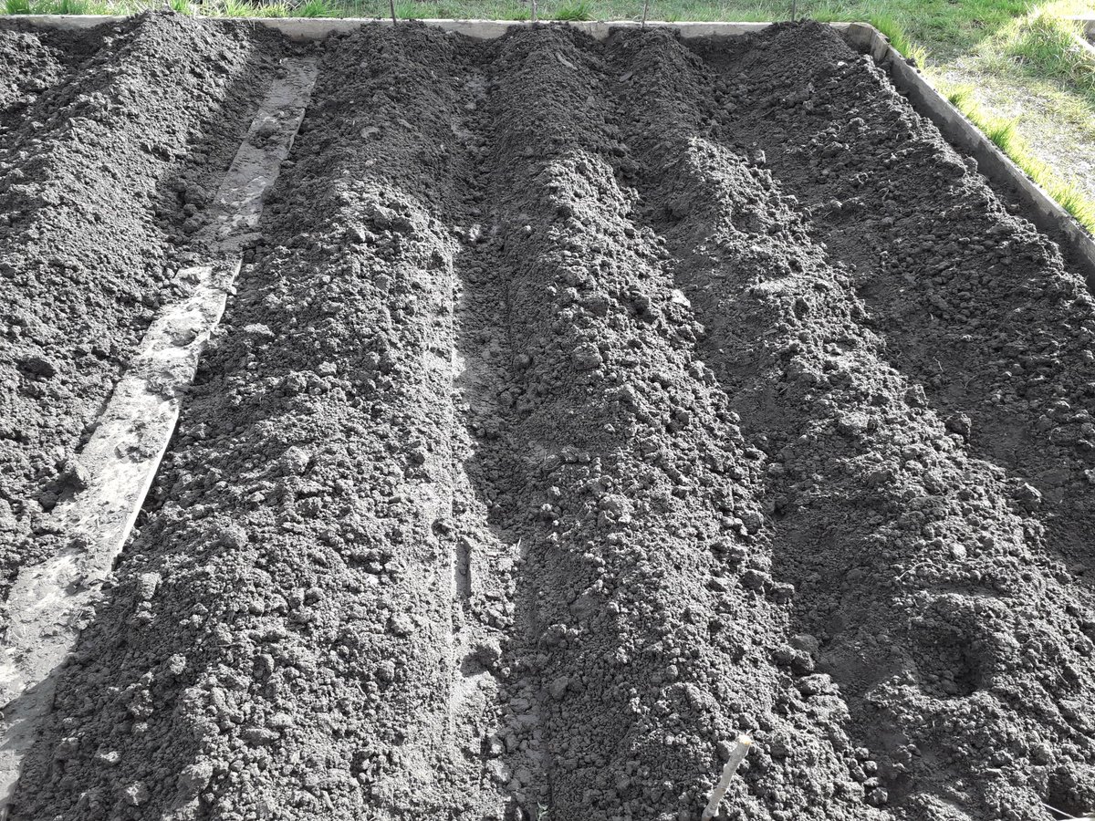 BDBFood's tweet photo. The potatoes are in. Hopefully the harvest should keep us going until October. @BDBFood #Sustainableliving #WellbeingMyTopPriority #ReducingFoodMiles https://t.co/A4hnjaS0Bp