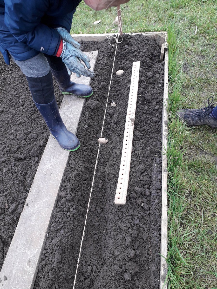 BDBFood's tweet photo. The potatoes are in. Hopefully the harvest should keep us going until October. @BDBFood #Sustainableliving #WellbeingMyTopPriority #ReducingFoodMiles https://t.co/A4hnjaS0Bp