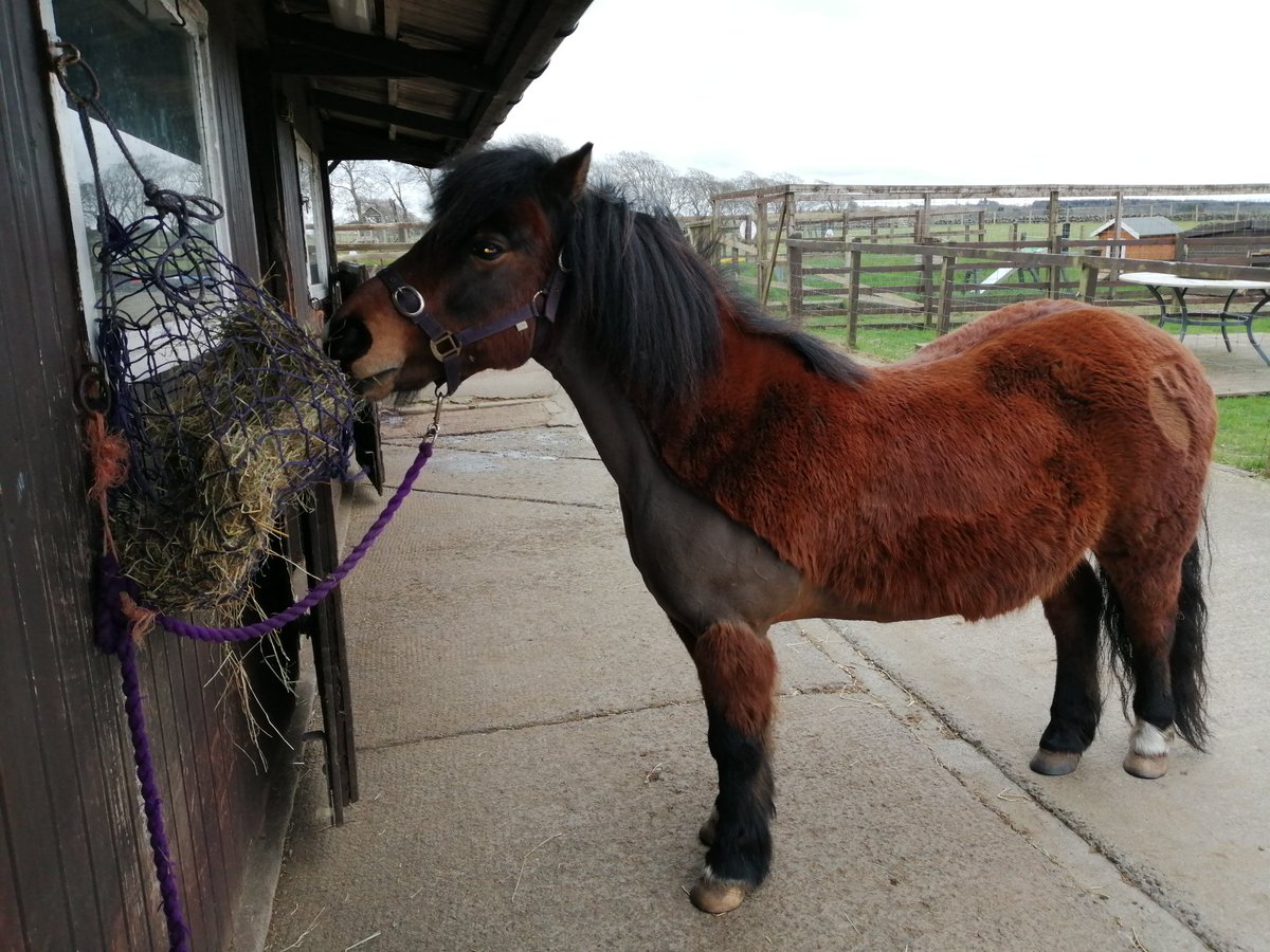 Equitotslanark's tweet photo. Chico has spent the afternoon teaching children how to care for him and how to communicate with him on his back, thanks to @ScotFamADrugs #FRIF https://t.co/l2Bjk08nZC