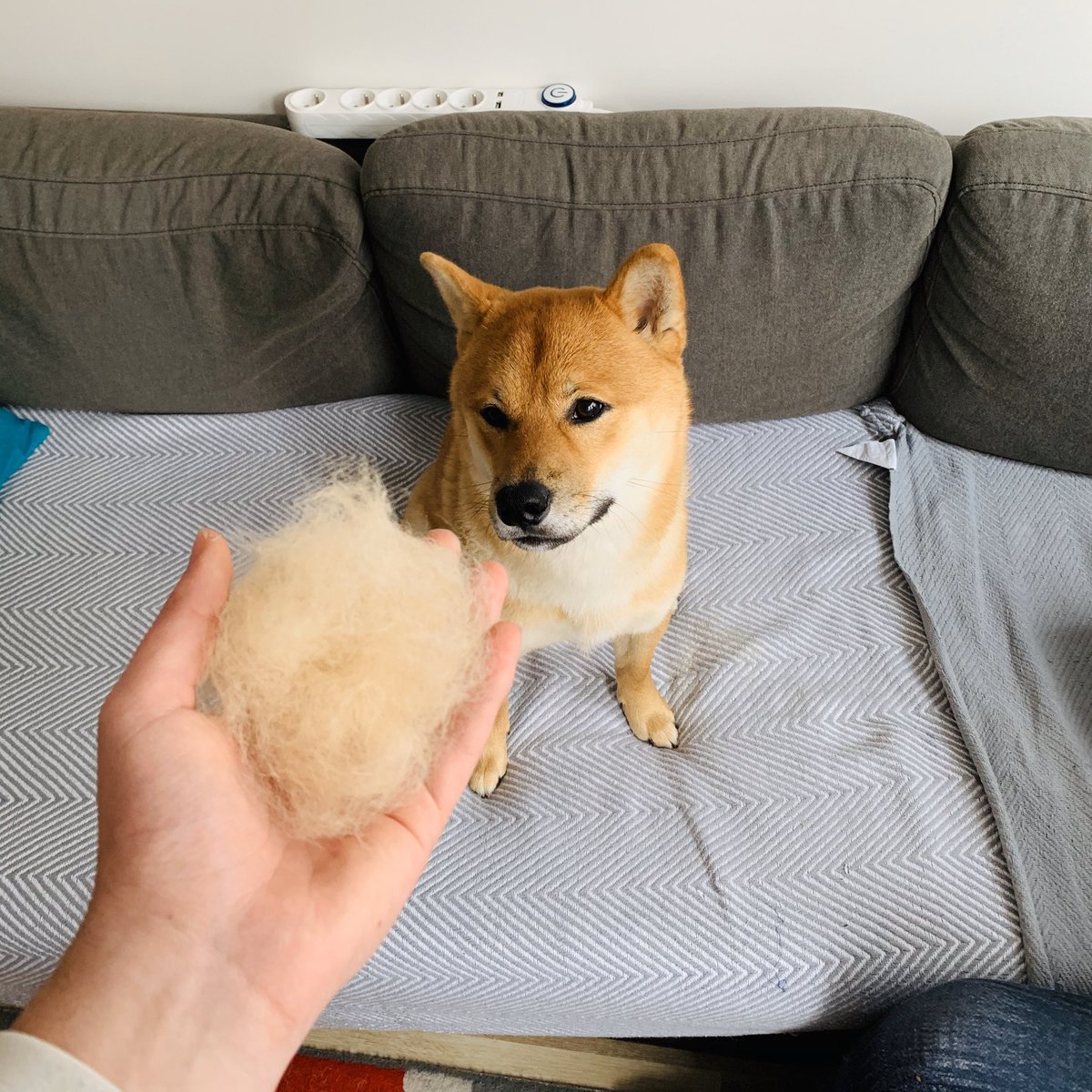 TomaEncarnacao's tweet photo. 5 minutes de brossage à peine, c’est aussi ça avoir un #Shiba 😭 https://t.co/AEJ0OqBNQC