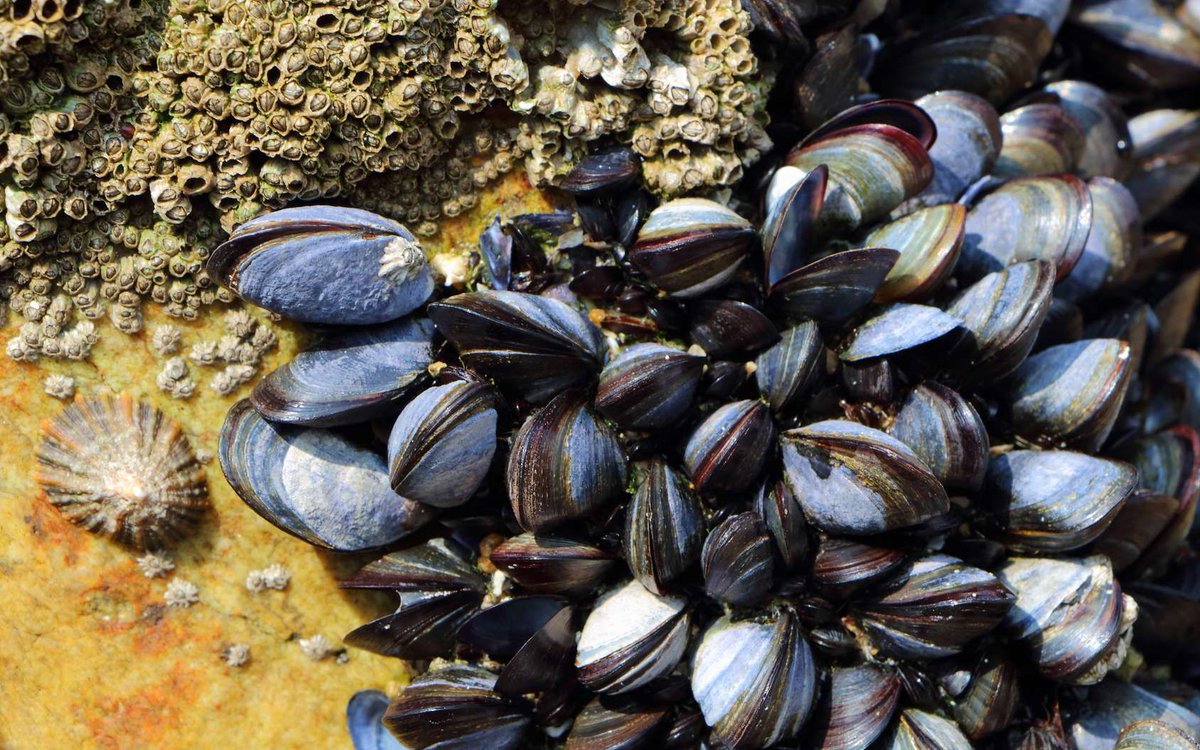 Les moules qui filtrent jusqu'à 25 litres d'eau par jour ingèrent aussi des microplastiques, pesticides et bactéries... elle commence à être utilisés , à grande échelle, pour dépolluer nos océans
buff.ly/2OS8Pib