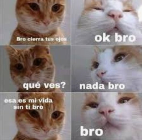 Quimey Herrera Estoy Triste Me Pasan Memes De Gatitos T Co Xqrb0n3jaa Twitter