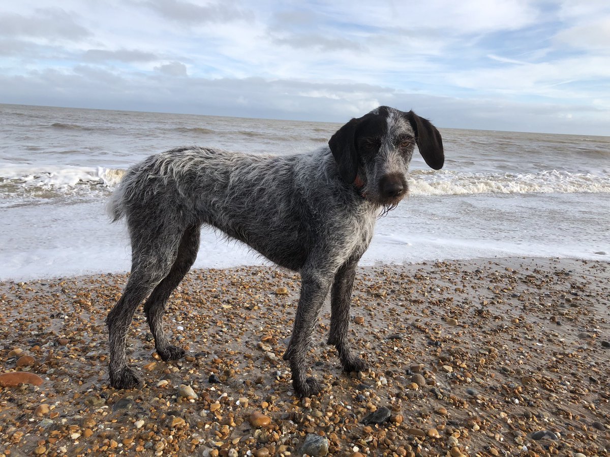 HayhurstBoo's tweet photo. Living the best life #MeetBoo #gwp #dog #beachdog #saltyseadog #coastaldog #vitaminsea #dogwalk #saturday #beachwalk #photography #photo #standingpretty https://t.co/4jXx9X4fPc