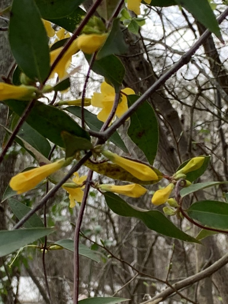 SCLeaders's tweet photo. @SCLeaders enjoying a beautiful Saturday outdoors at Landsford Canal State Park #SCPRT #SCjustright #smilingfacesbeautifulplaces https://t.co/XTvy2Z5rPT