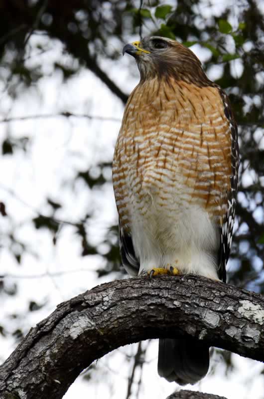 danabelow's tweet image. To friend a hawk, be like one. Ready to fly. Ready to let go and soar. #Hobby #Nikon #bird #photography